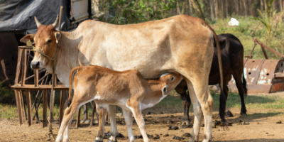 Cow protection image 1